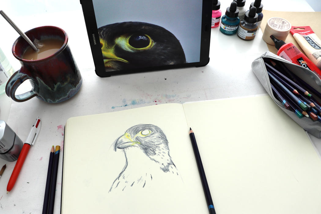 Mid-drawing shot of Kim Dellow's work table with tea, and partly finished Peregrine Falcon sketch in sketchbook